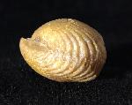 Torquirhynchia royeriana (ORBIGNY 1850) - Bild © FossNet FossilienStore